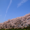 背割りの桜４