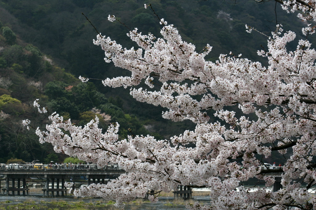 渡月橋