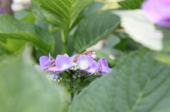 アジサイトカゲ