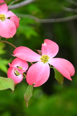 hanamizuki