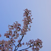 空へ向かってもっと伸びろっ！！