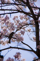 鳥もお花見