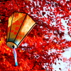 紅葉提灯