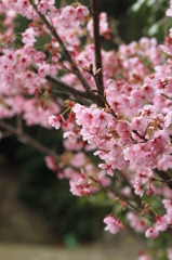 濃い(恋)色桜