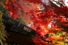 Autumn Bridge 秋にこそ映える橋