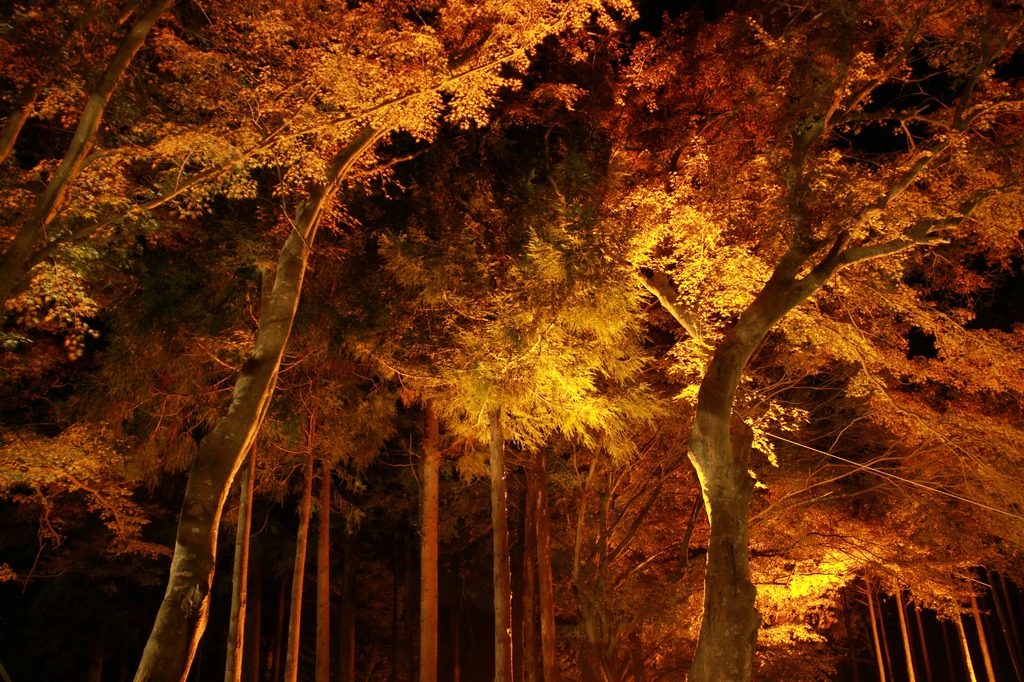 黄金の林