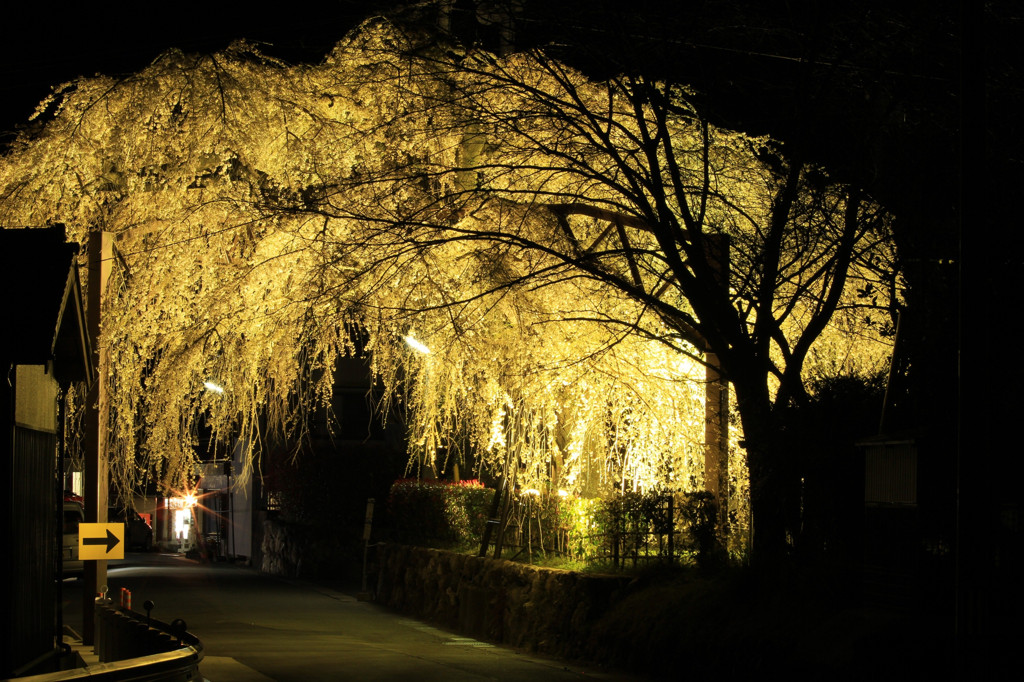 闇夜で照らされる春のアーチ
