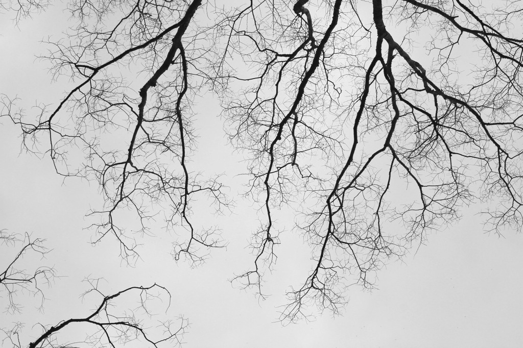 血管のような枝分かれ By もみじ Id 写真共有サイト Photohito