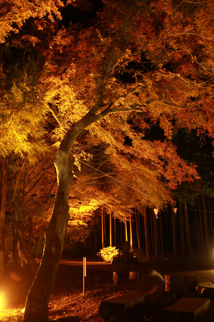 紅葉ライトアップ