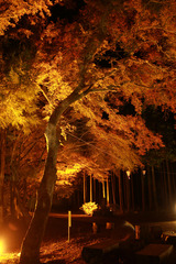 紅葉ライトアップ