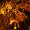 紅葉ライトアップ