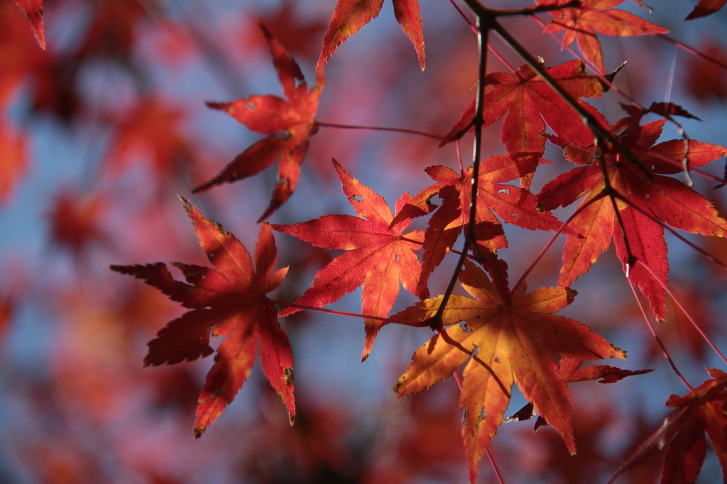 紅葉アップ