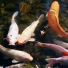 二人(尾)は仲良し？