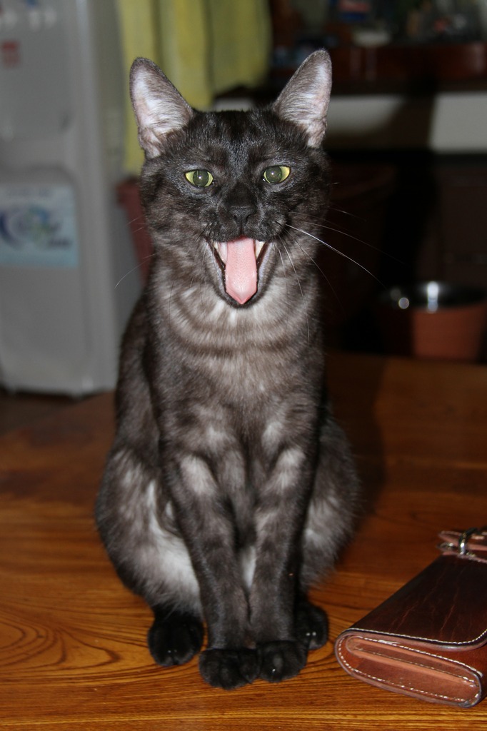 ワン！