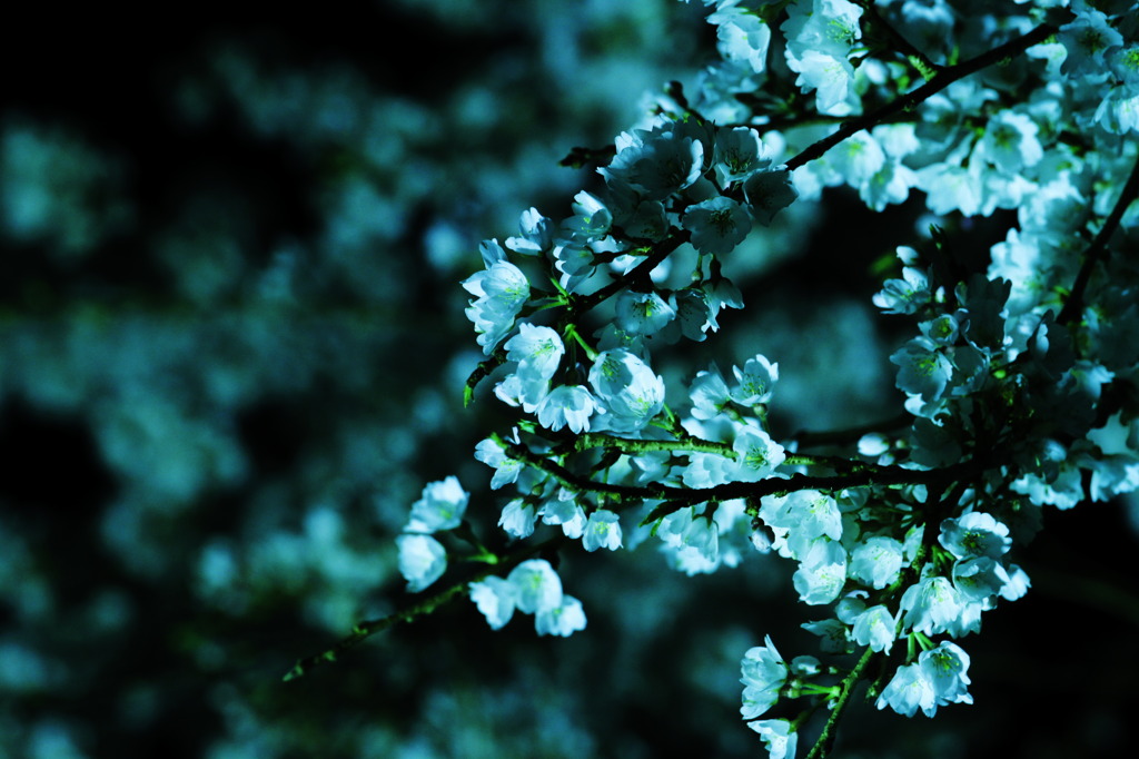 Blue night Flower