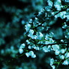 Blue night Flower