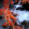 紅"Kurenai"清流