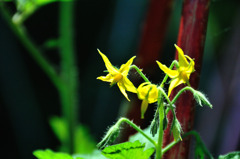 ミニトマとの花