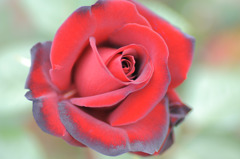 情熱の花