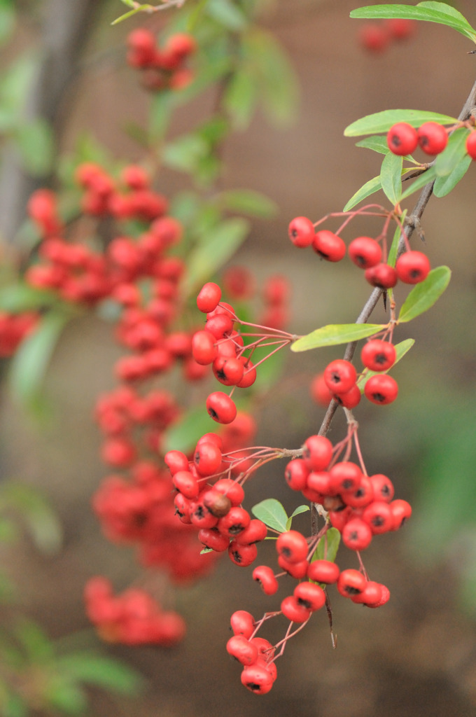 Pyracantha