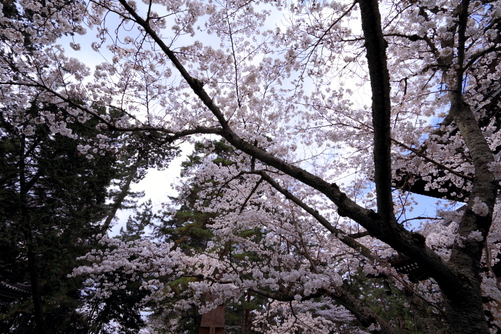 桜