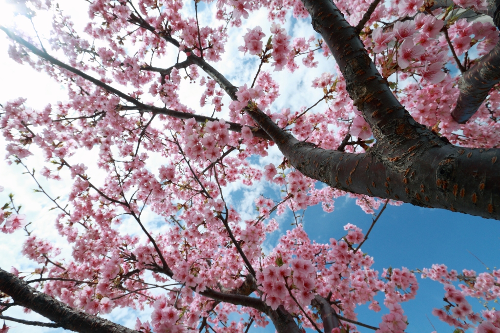 桜