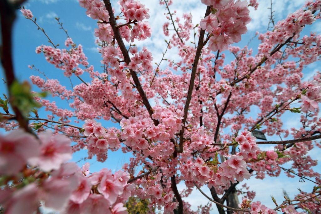 桜
