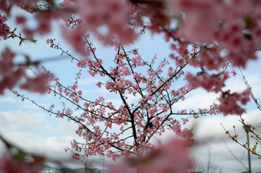 桜