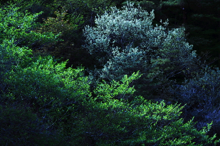 DPP_4250