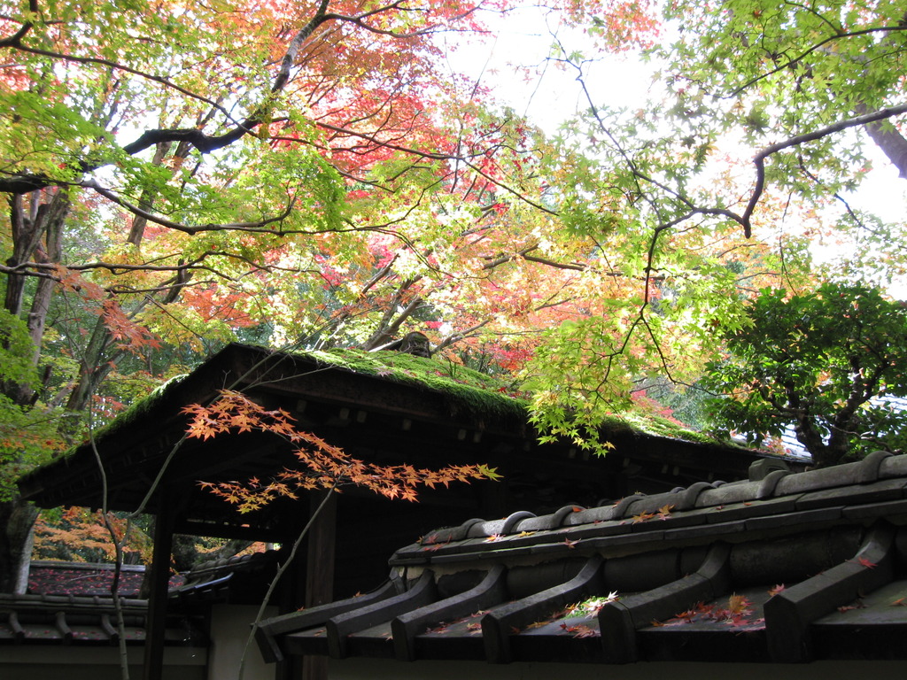 京都大徳寺高桐院屋根苔