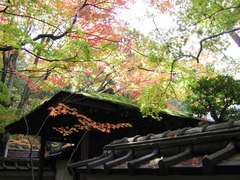 京都大徳寺高桐院屋根苔