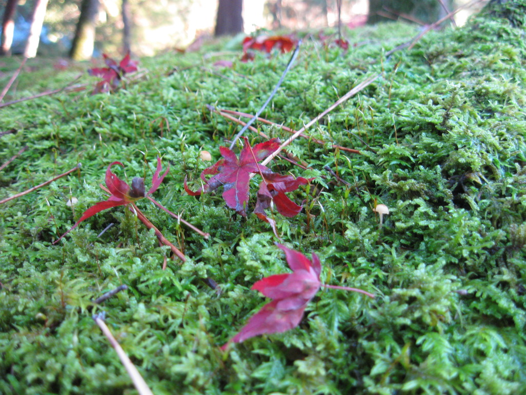 京都南禅寺苔と紅葉