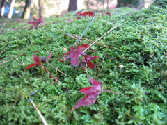 京都南禅寺苔と紅葉