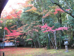 京都大徳寺高桐院庭