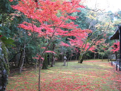 京都大徳寺高桐院庭