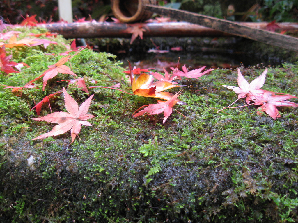 京都大徳寺高桐院庭紅葉と苔