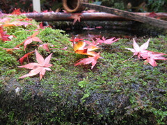 京都大徳寺高桐院庭紅葉と苔