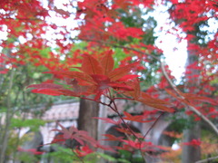京都南禅寺紅葉越し水門閣