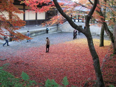 京都南禅寺赤と黄の絨毯