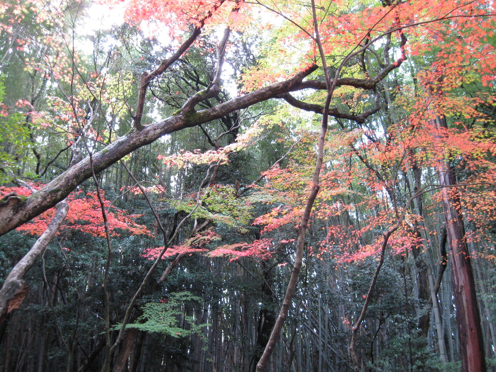 京都大徳寺高桐院入口