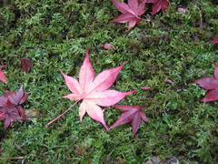 京都大徳寺高桐院紅葉と苔