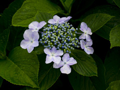 紫陽花・・・④