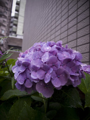 紫陽花・・・③
