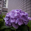 紫陽花・・・③
