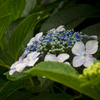 紫陽花・・・①