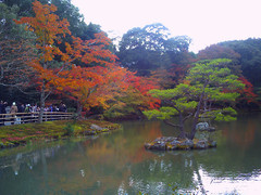 岩にて松