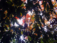 下になんかいる見上げ紅葉