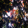 下になんかいる見上げ紅葉