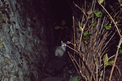 宇宙猫
