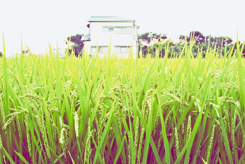 稲穂